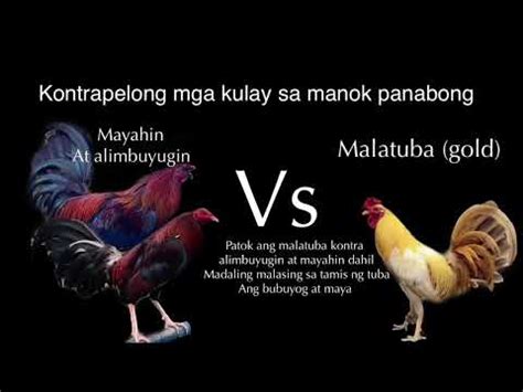 alimbuyugin vs mayahin|Alimbuyugin .